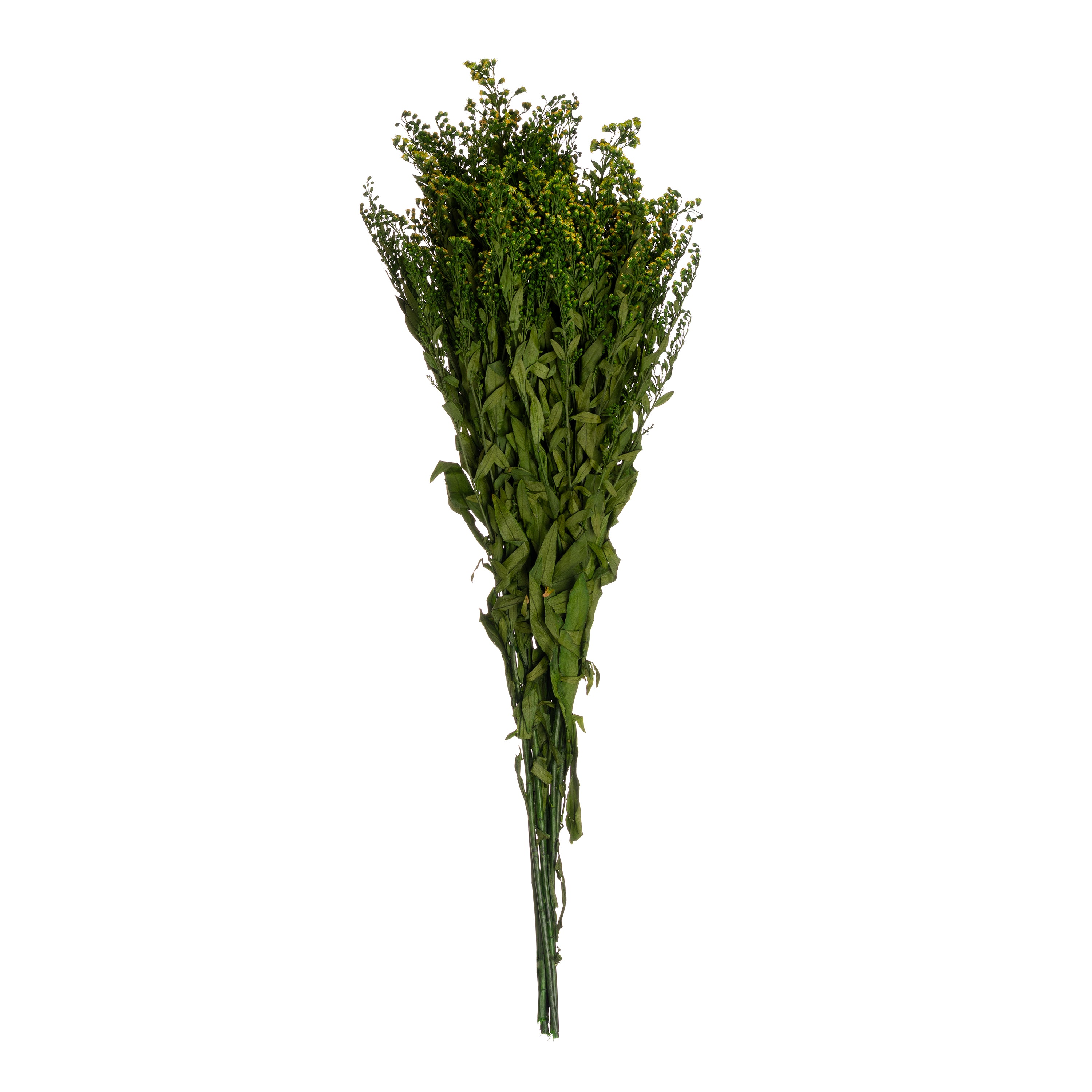 Solidago