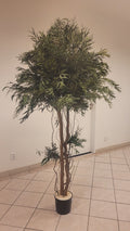 Nicoly Crown tree