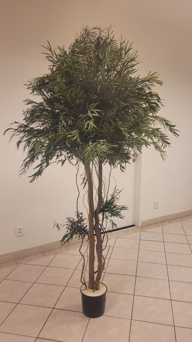 Nicoly Crown tree