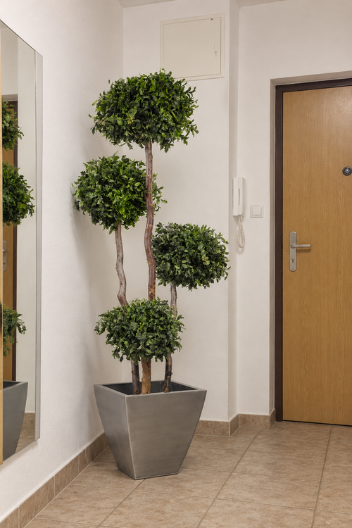 4 spheres Pittosporum tree