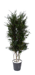 Lepto tree