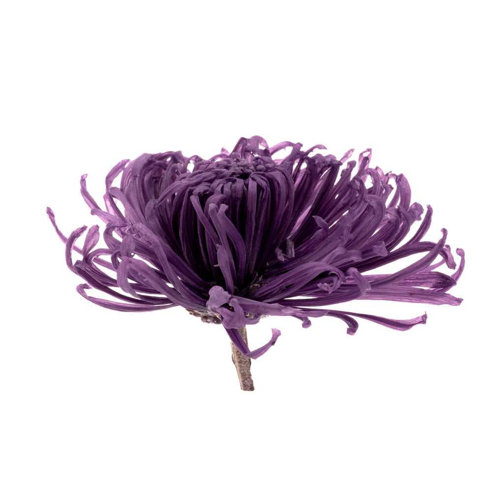 Chrysanthema Anastasia