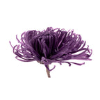 Chrysanthema Anastasia