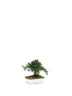 Juniperus Bonsai