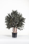 Parvifolia Bush