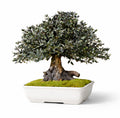 Parvifolia Bonsai