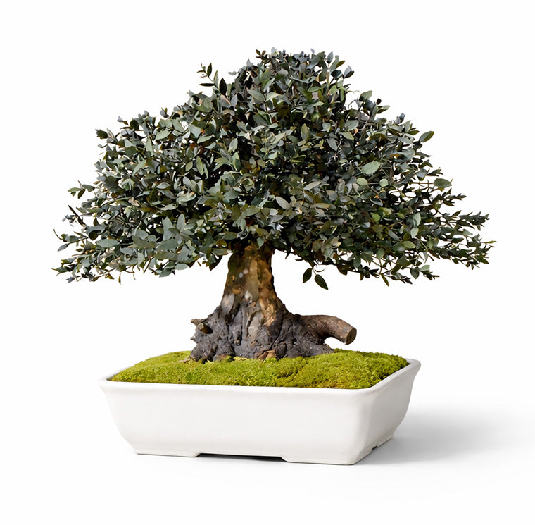 Parvifolia Bonsai