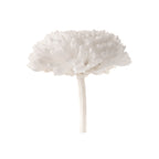 Chrysanthema Focus