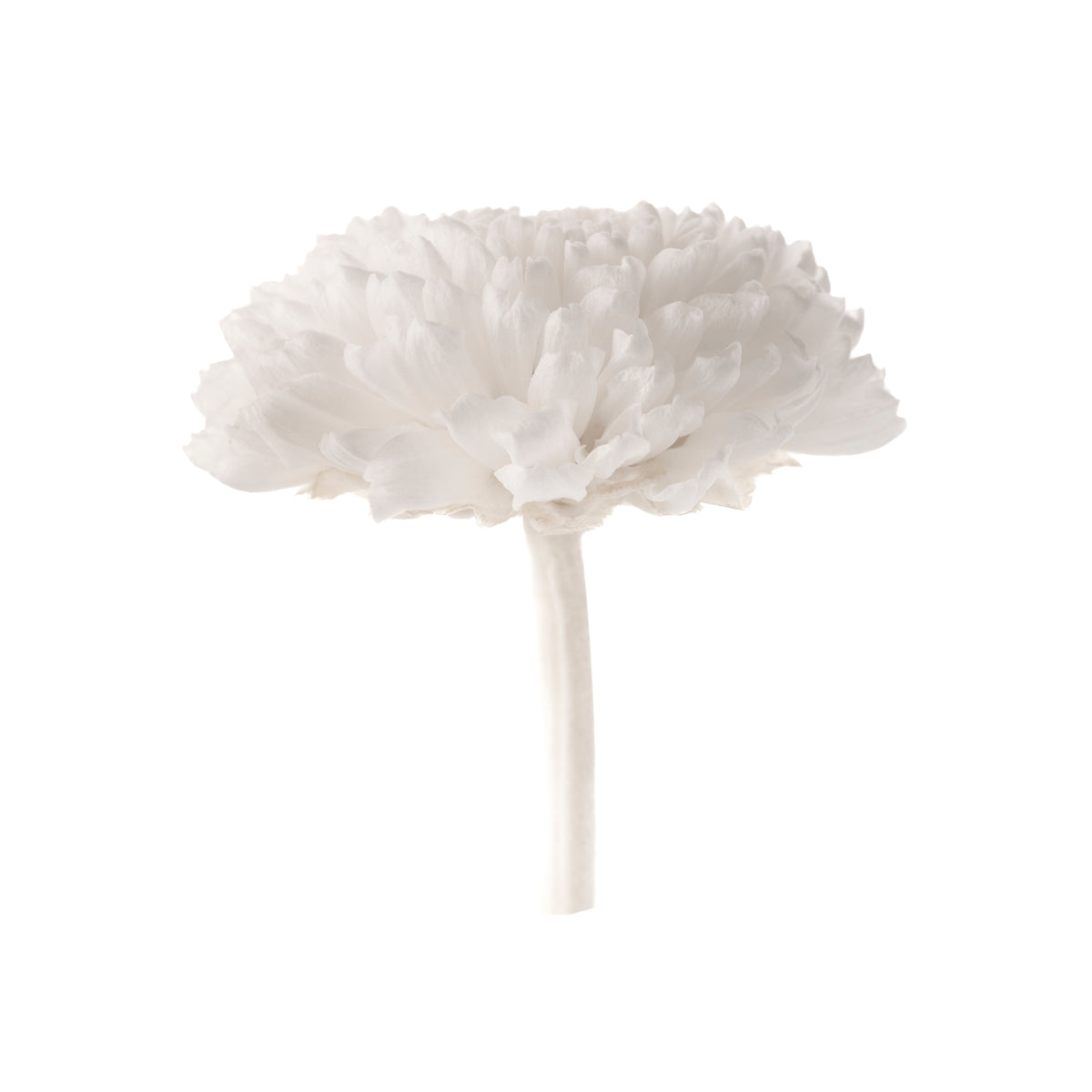 Chrysanthema Focus