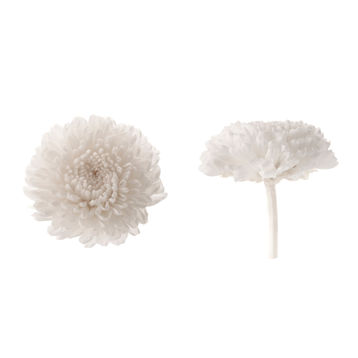 Chrysanthema Focus