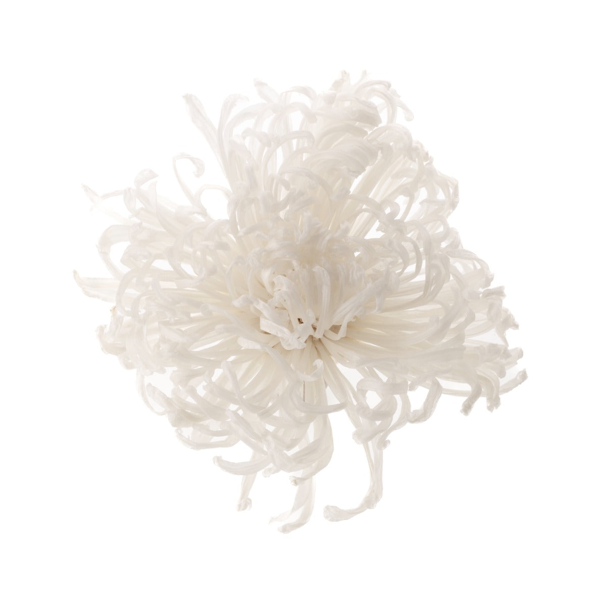 Chrysanthema Anastasia