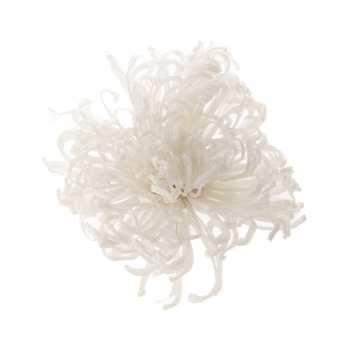 Chrysanthema Anastasia