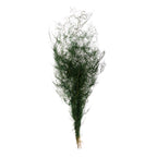 Asparagus