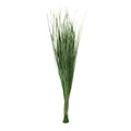 Bear grass