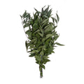 Eucalyptus wild bulk