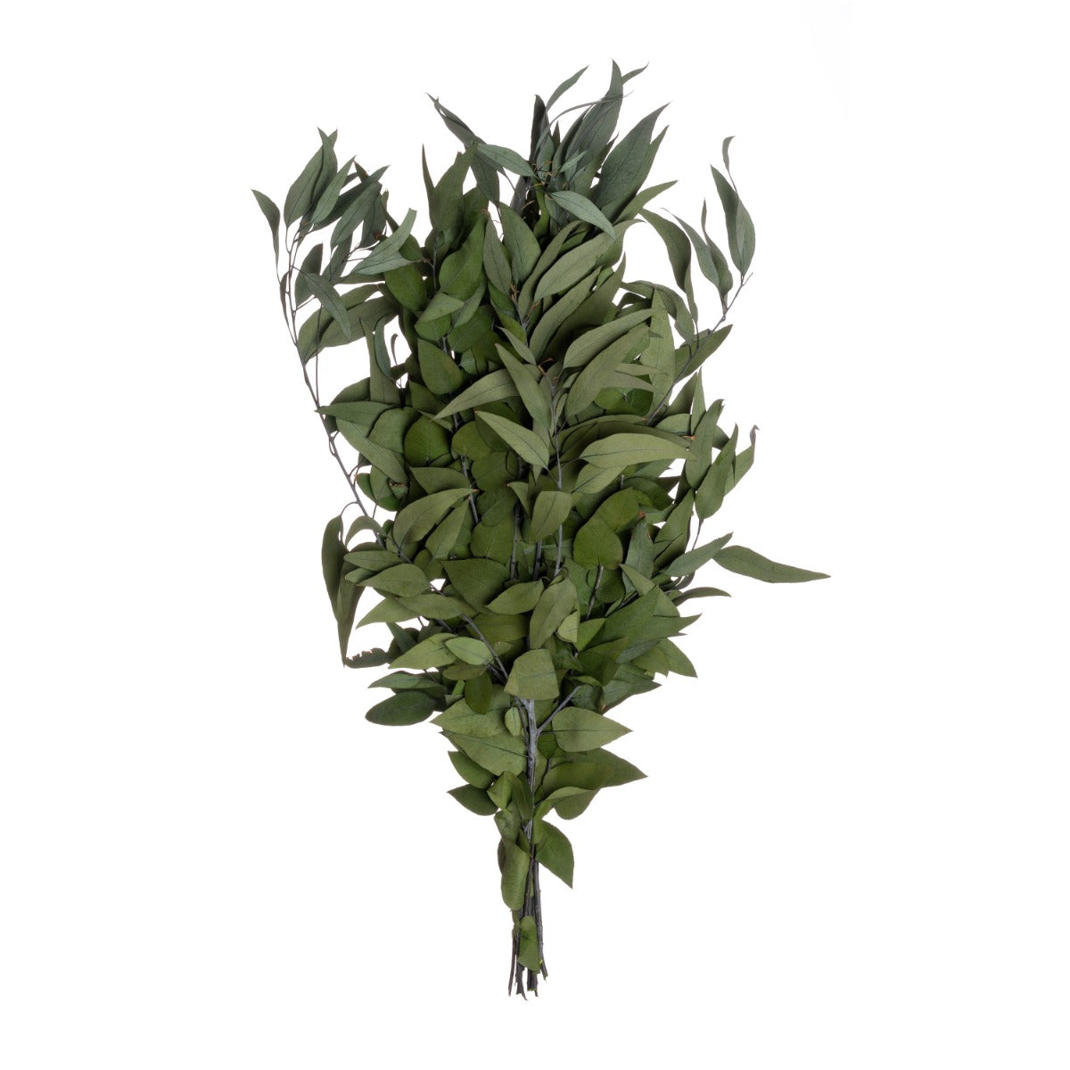 Eucalyptus wild bulk