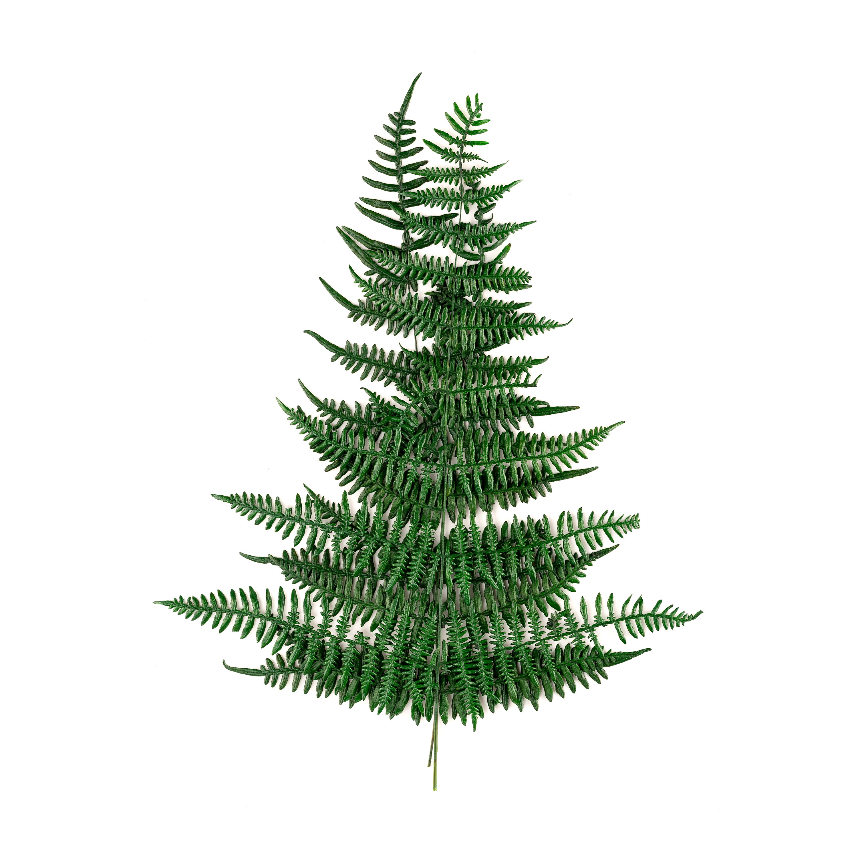 Asa fern