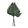 Cuire Fern