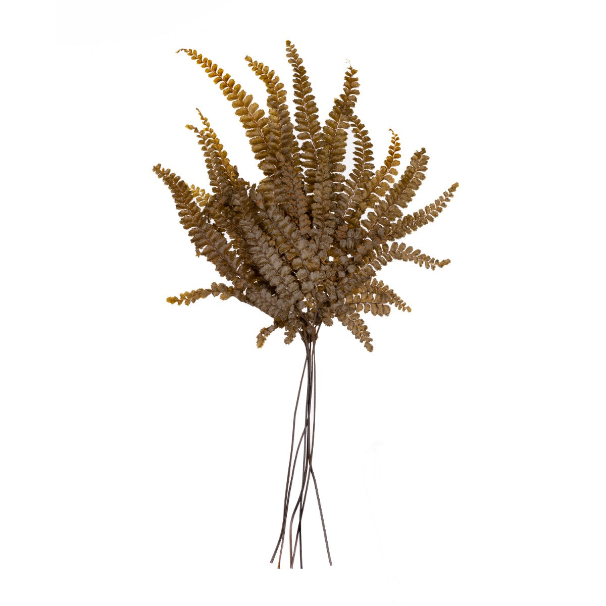 Felci Fern