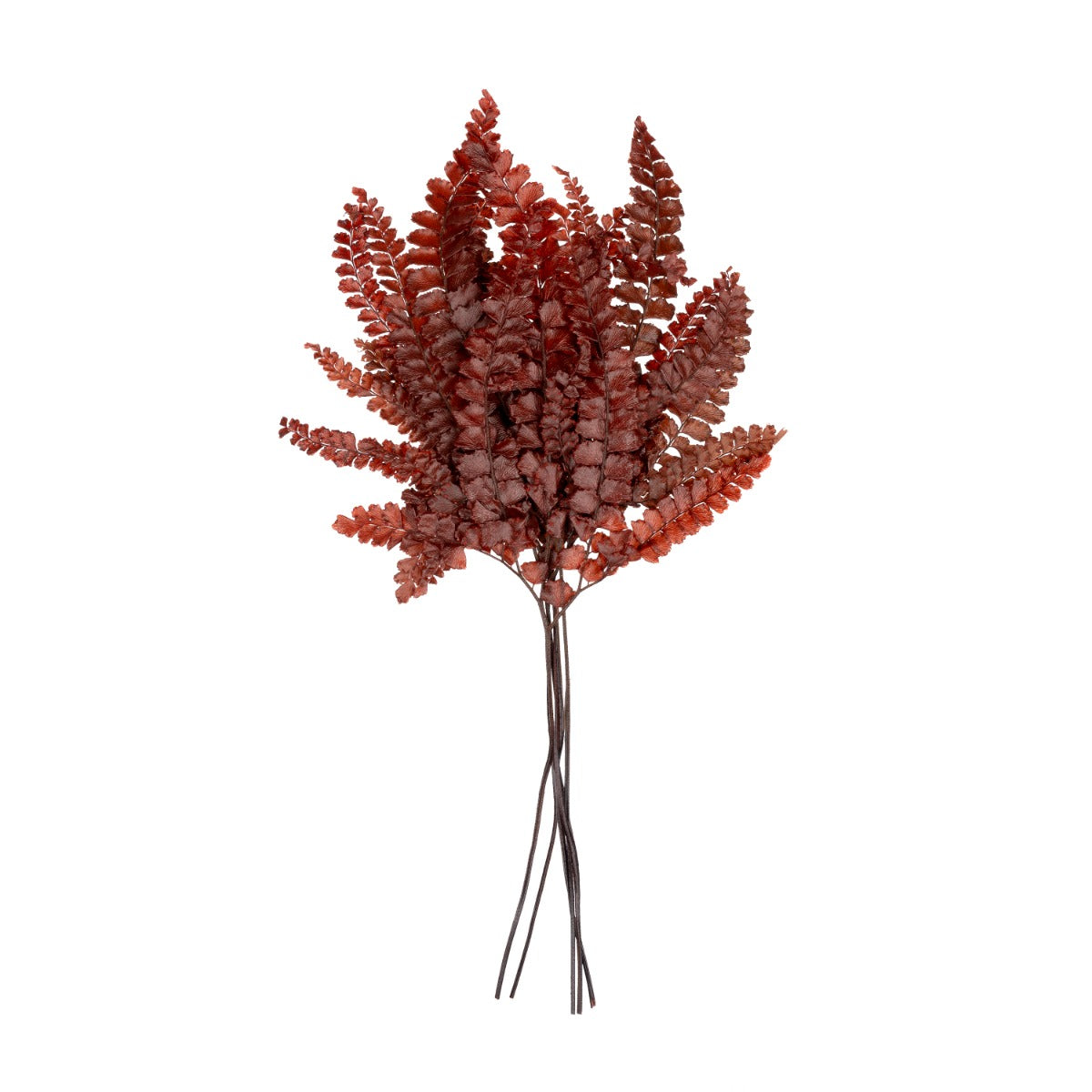 Felci Fern