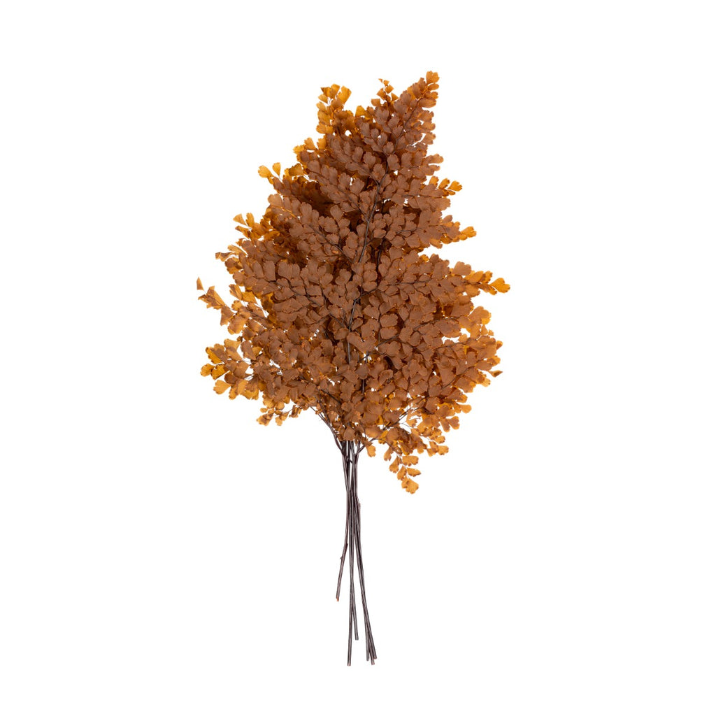 Lutti Fern