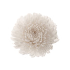 Chrysanthema Focus
