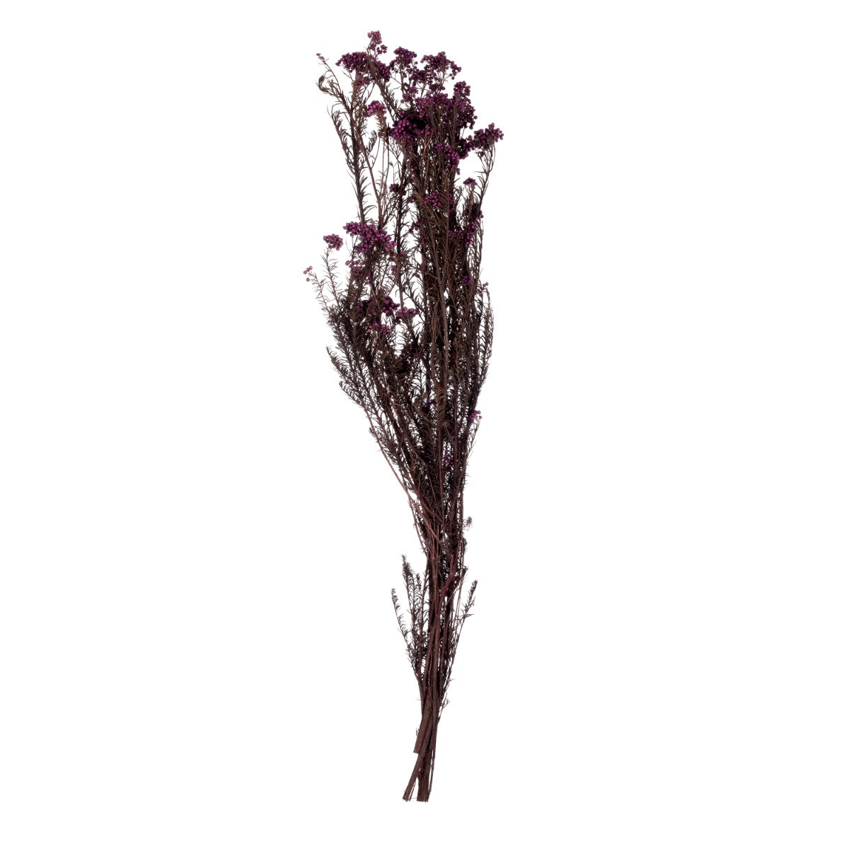 Helychrisium