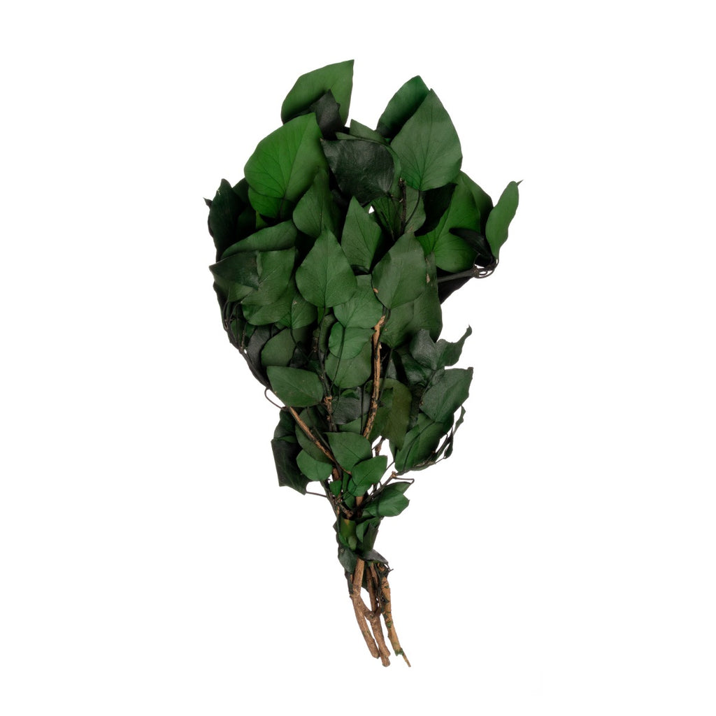 Hedera
