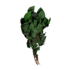 Hedera