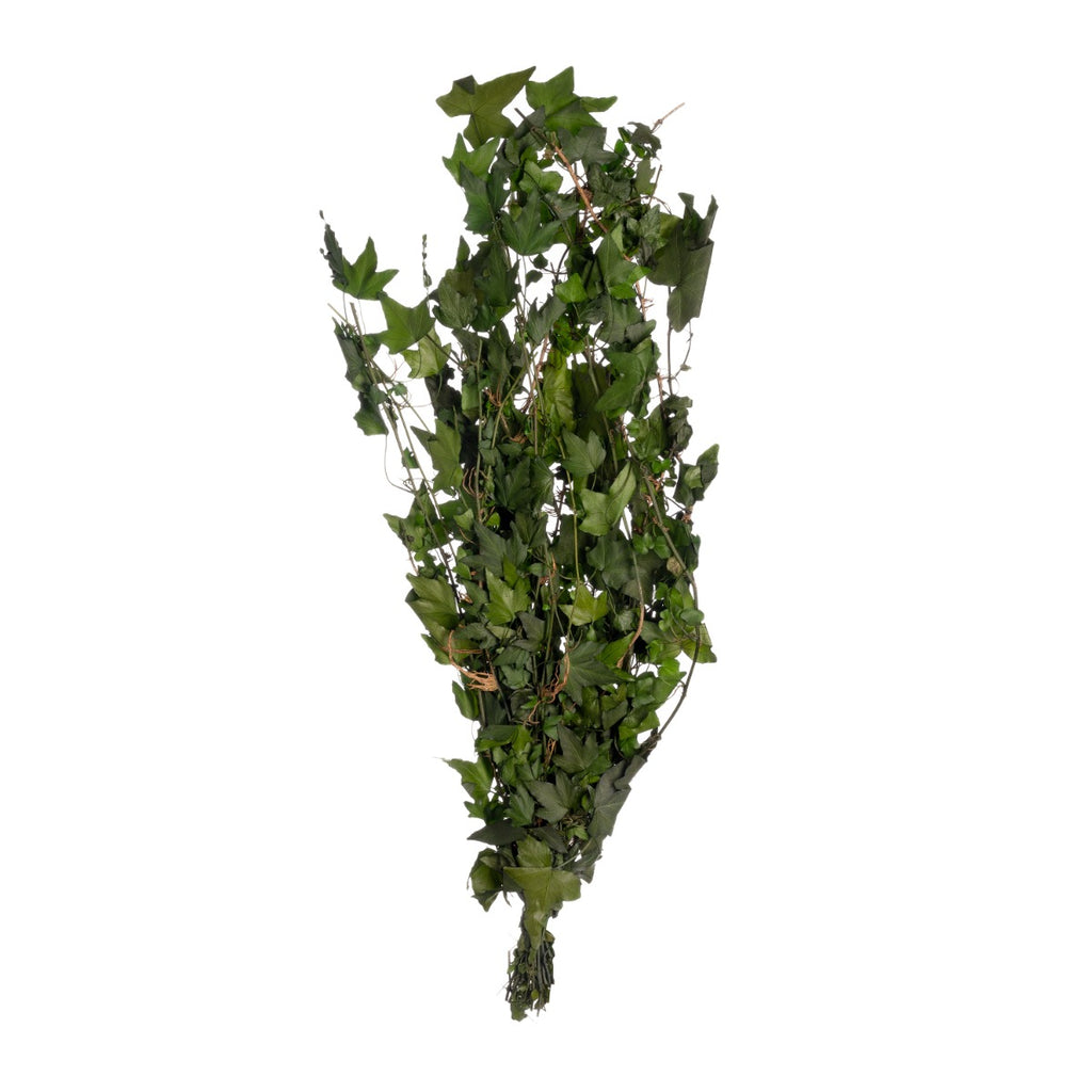 Hedera Helix XL