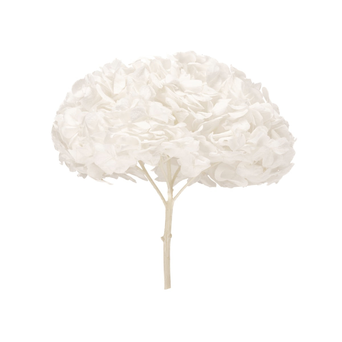 Hortenzie premium