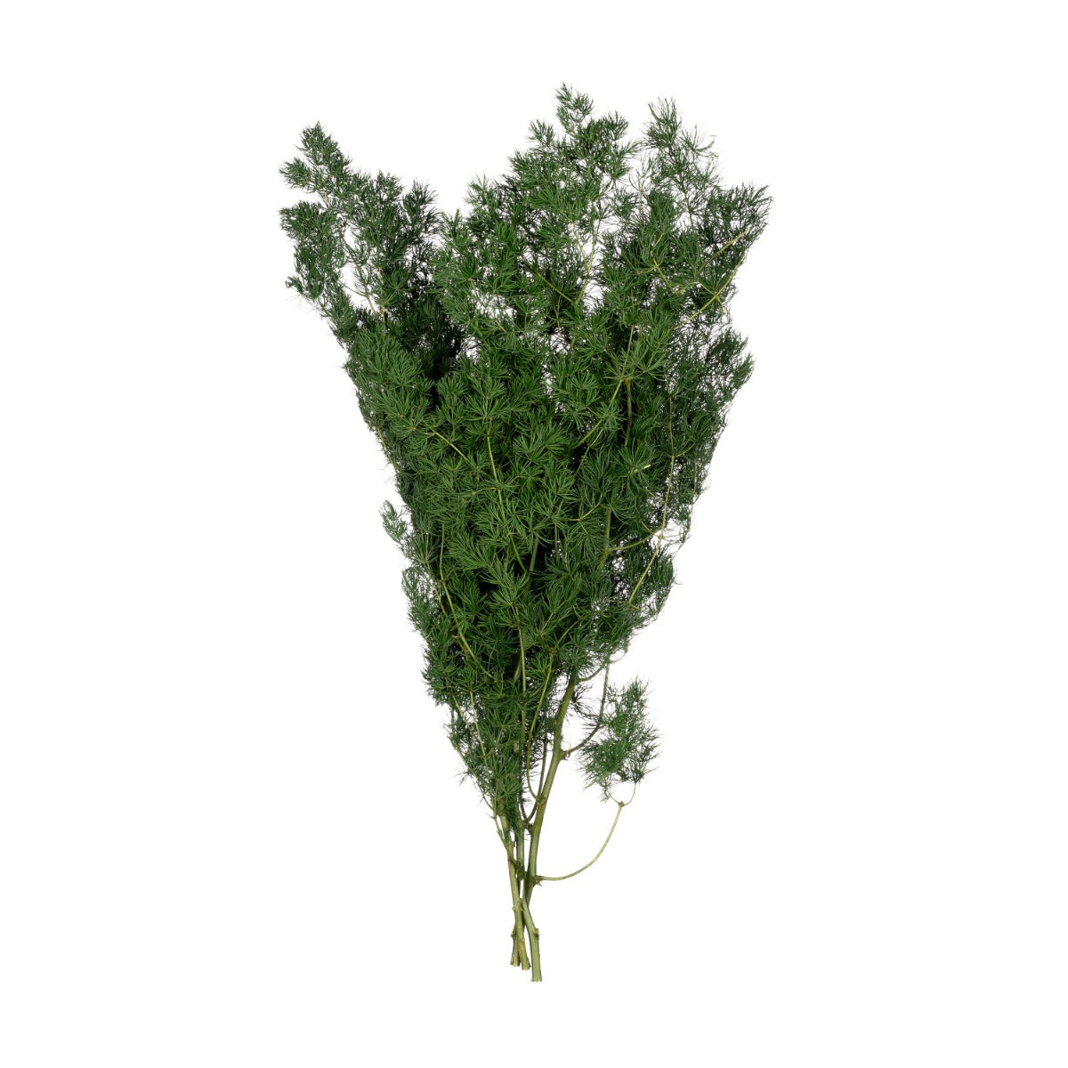 Ming Fern