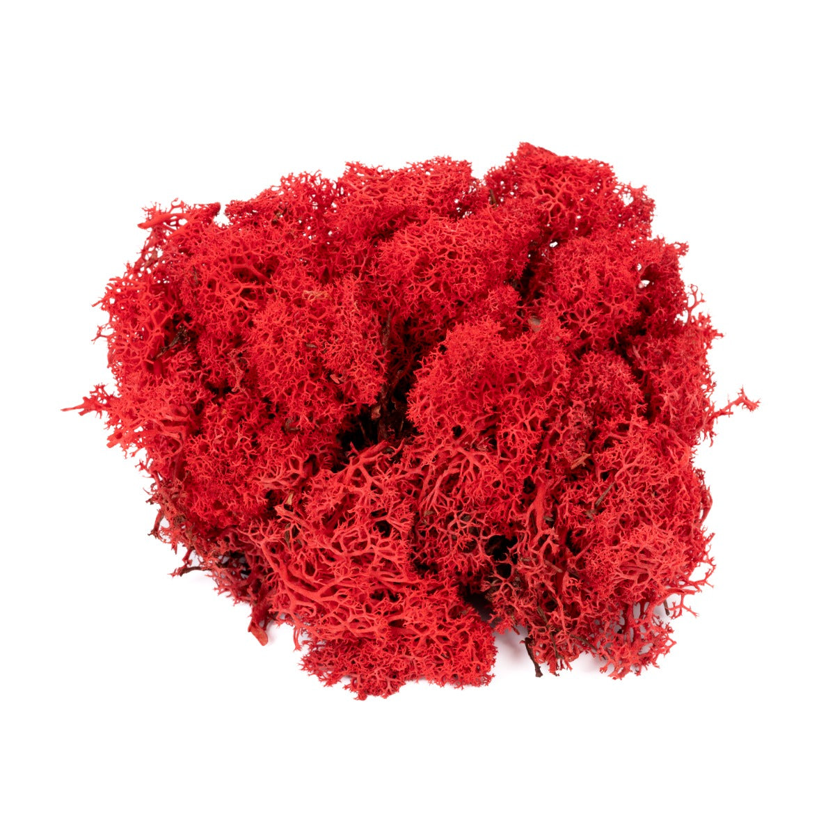Lichen