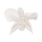 Dendrobium