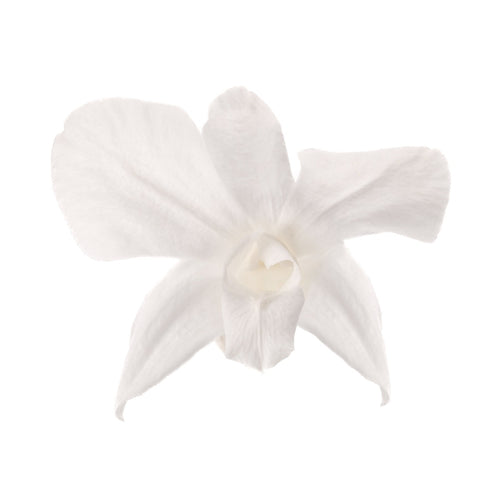 Dendrobium