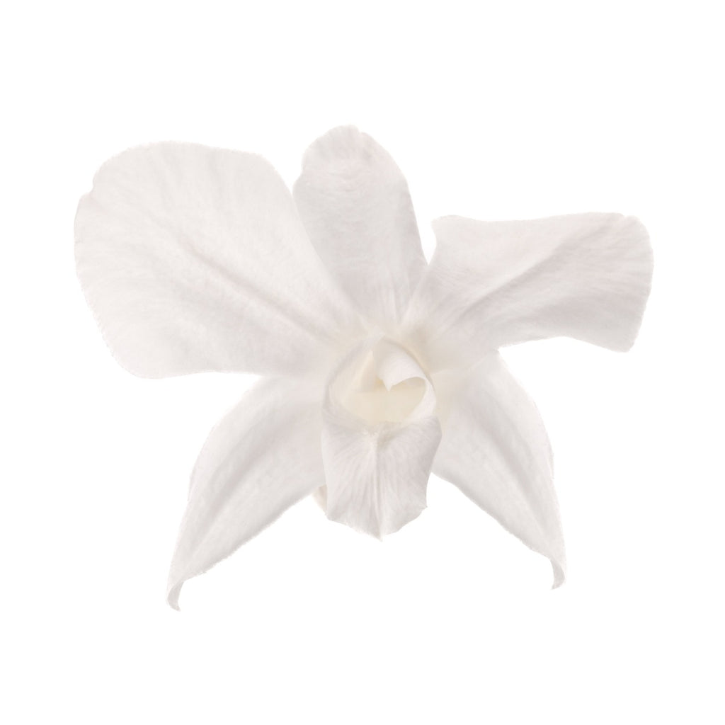 Dendrobium