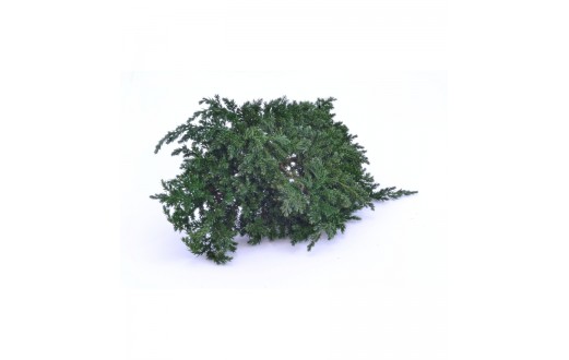 Juniperus - JUN 0000