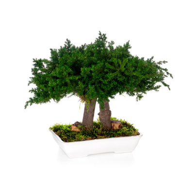 Juniperus Bonsai