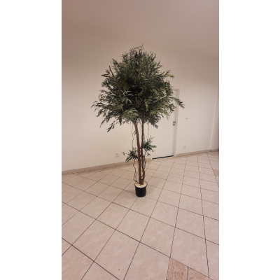 Nicoly Crown tree