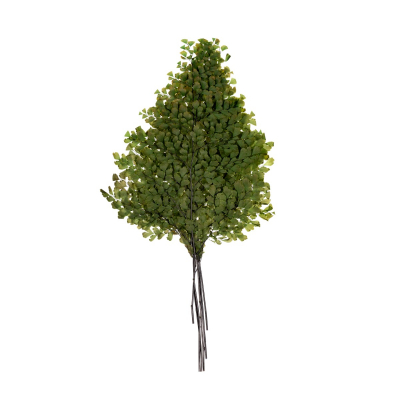 Lutti Fern