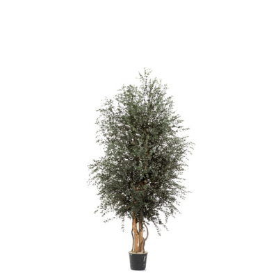 Wide Parvifolia